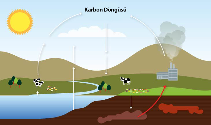 karbon döngüsü2